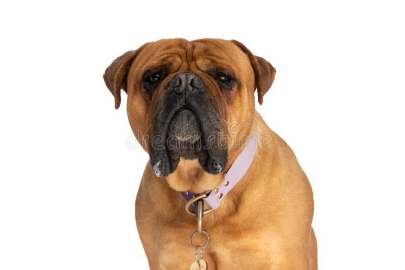 Sweet brown bullmastiff dog with collar drooling and sitting isolated in front of white background in studio. Sweet brown bullmastiff dog with collar drooling and sitting isolated in front of white background in studio