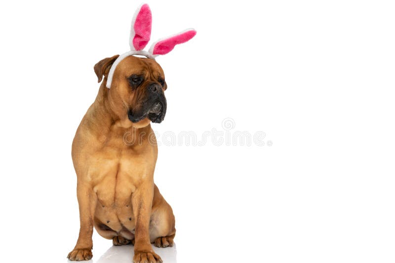 Cute bullmastiff dog with pink bunny ears headband looking to side and sitting on white background in studio. Cute bullmastiff dog with pink bunny ears headband looking to side and sitting on white background in studio