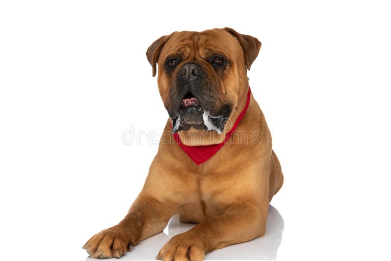 Cute bullmastiff dog with red bandana around neck looking away and drooling in studio in front of white background. Cute bullmastiff dog with red bandana around neck looking away and drooling in studio in front of white background