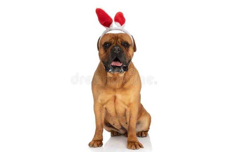 Cute bullmastiff dog with red bunny ears headband panting and drooling while sitting on white background in studio. Cute bullmastiff dog with red bunny ears headband panting and drooling while sitting on white background in studio