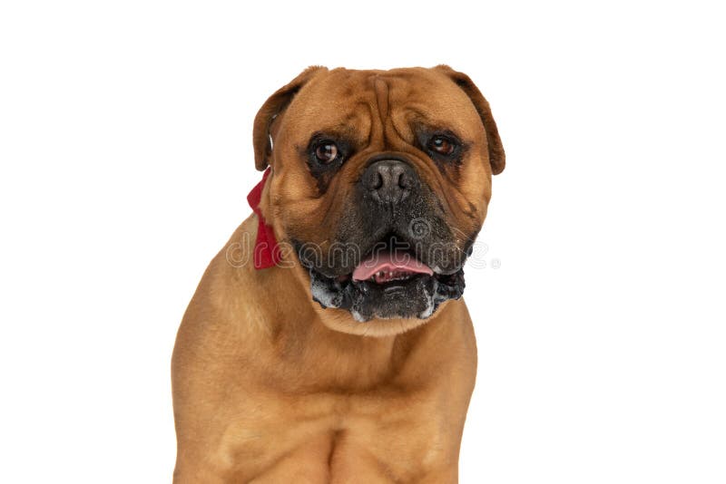 Sweet bullmastiff dog with red bowtie around neck panting and drooling while looking away in studio on white background. Sweet bullmastiff dog with red bowtie around neck panting and drooling while looking away in studio on white background