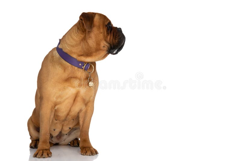 Cute bullmastiff with drool muzzle and collar looking to side while sitting in front of white background in studio. Cute bullmastiff with drool muzzle and collar looking to side while sitting in front of white background in studio