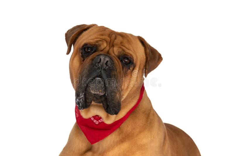 Cute bullmastiff puppy with red bandana around neck drooling and laying down on white background in studio. Cute bullmastiff puppy with red bandana around neck drooling and laying down on white background in studio