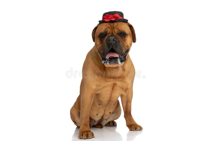 Cute bullmastiff puppy with tongue outside wearing hat and drooling while panting and sitting on white background in studio. Cute bullmastiff puppy with tongue outside wearing hat and drooling while panting and sitting on white background in studio