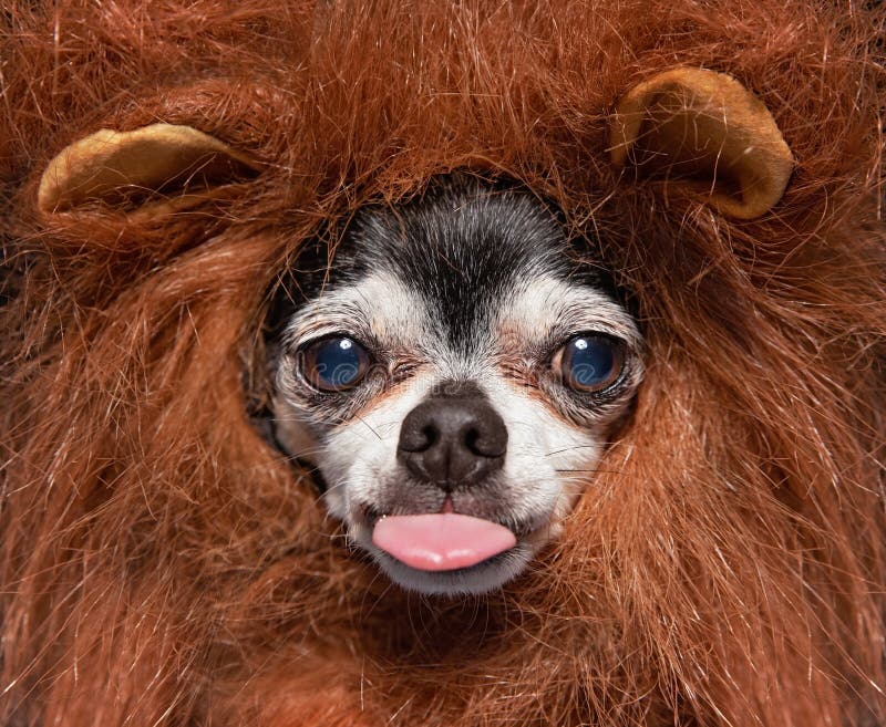 Söt chihuahua i en leon mane costume i en studieläge arkivbild