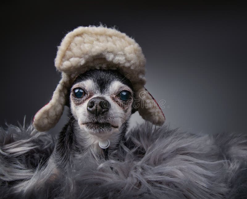 Söt chihuahua med en lumberjack hatt isolerad i en studieljett royaltyfri fotografi