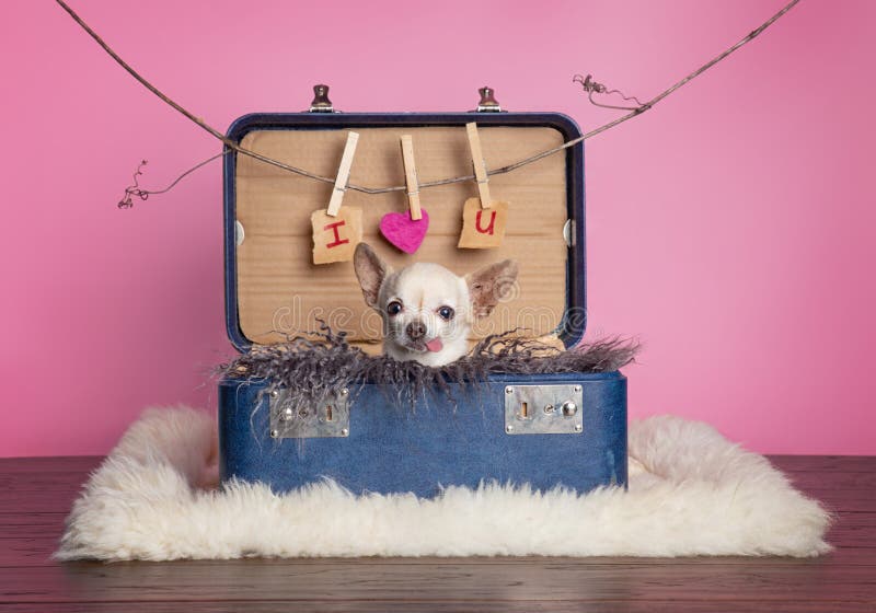 Söt chihuahua med tungan i en resväska som dekorerats för valentindagsstudio shot royaltyfria foton