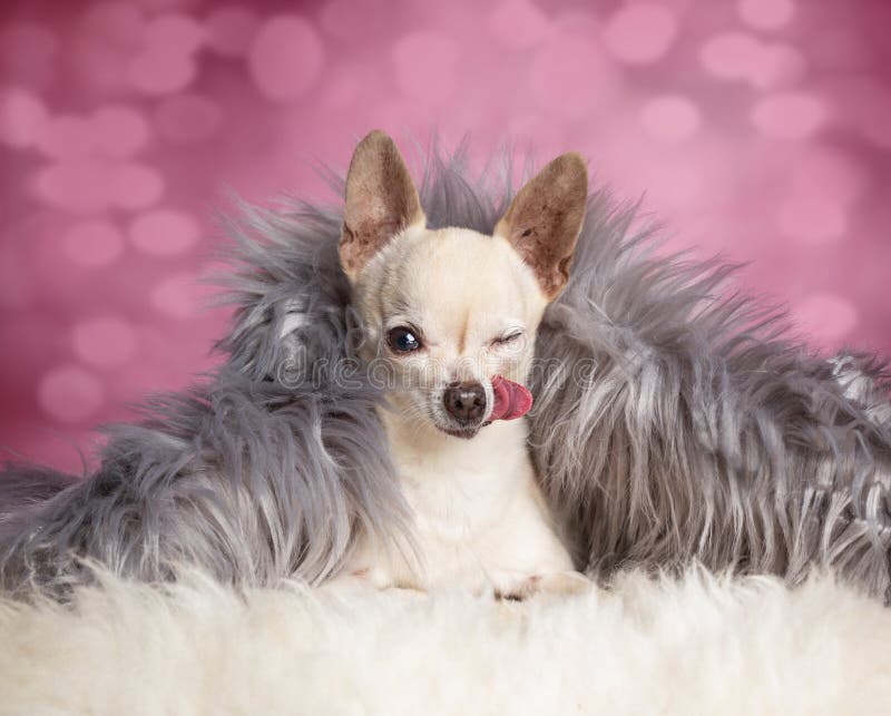 Söt chihuahua med tungan i ett studio för att skjuta valentinernas dagtema royaltyfria foton
