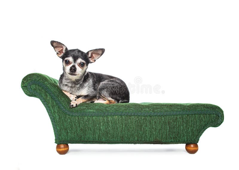 Söt chihuahua som sitter på ett kaislounge i en isolerad studioklipp royaltyfri fotografi
