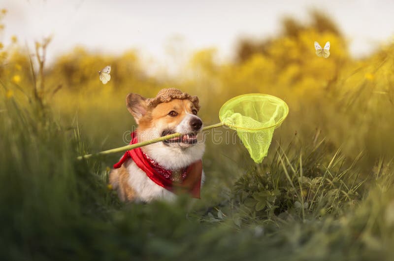 Söt Corgi-valp i ett panama som fångar fjärilar med ett nät i en sommar-flodskugga arkivbild