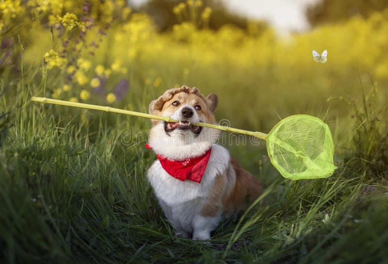 Söt Corgi-valp i ett panama som fångar fjärilar med ett nät i en sommar-flodskugga arkivbild