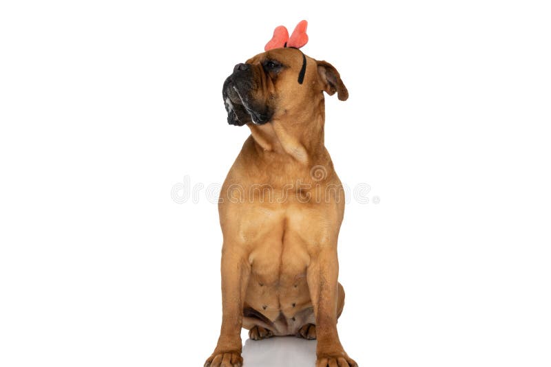Sweet bullmastiff puppy with bow headband looking to side and drooling while sitting on white background in studio. Sweet bullmastiff puppy with bow headband looking to side and drooling while sitting on white background in studio