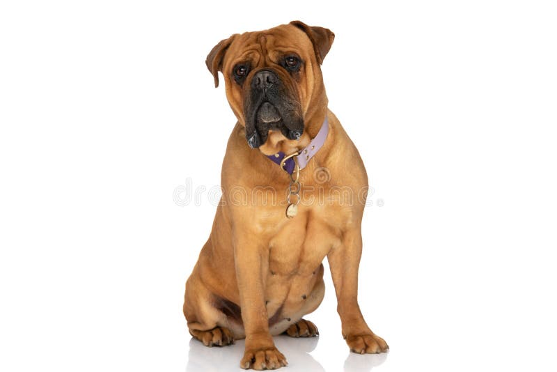 Sweet little bullmastiff puppy with collar sitting on white background in studio. Sweet little bullmastiff puppy with collar sitting on white background in studio