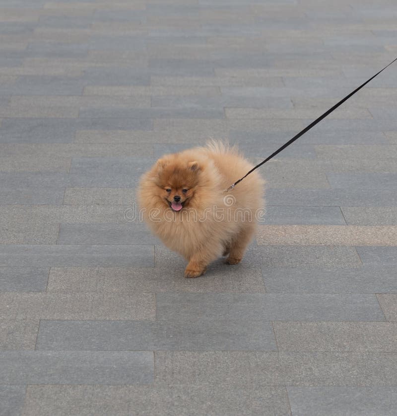 Cute animals on a walk on the embankment of the southern shore. Russia. Crimea. 07.05.2023. Cute animals on a walk on the embankment of the southern shore. Russia. Crimea. 07.05.2023