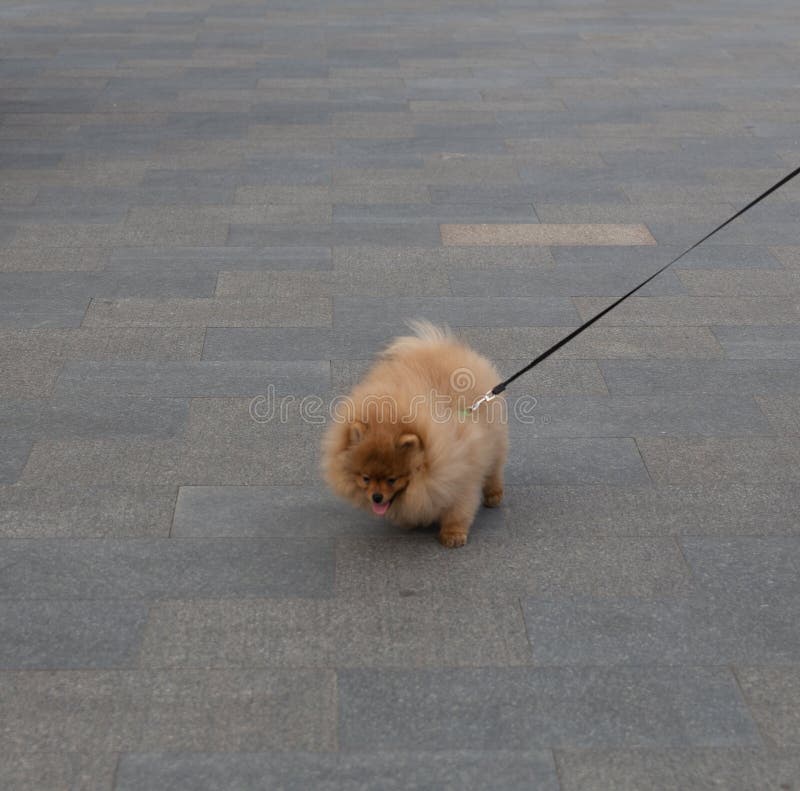 Cute animals on a walk on the embankment of the southern shore. Russia. Crimea. 07.05.2023. Cute animals on a walk on the embankment of the southern shore. Russia. Crimea. 07.05.2023