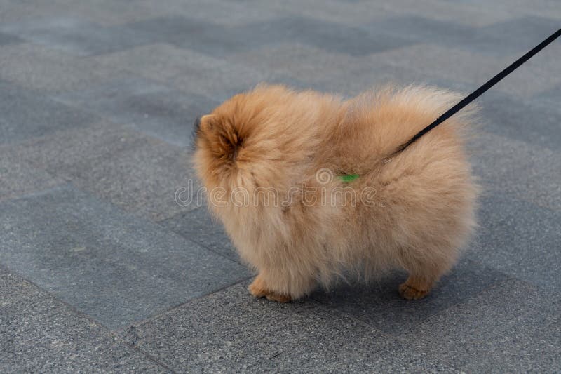 Cute animals on a walk on the embankment of the southern shore. Russia. Crimea. 07.05.2023. Cute animals on a walk on the embankment of the southern shore. Russia. Crimea. 07.05.2023