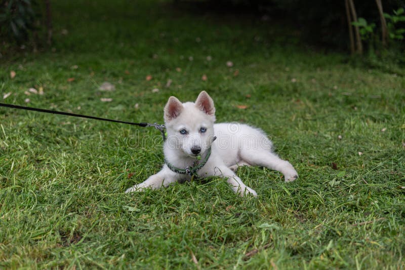 Cute animals on a walk on the embankment of the southern shore. Russia. Crimea. 07.05.2023. Cute animals on a walk on the embankment of the southern shore. Russia. Crimea. 07.05.2023