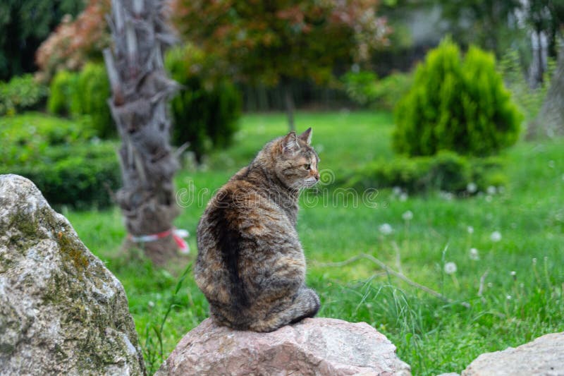 Cute animals on a walk on the embankment of the southern shore. Russia. Crimea. 07.05.2023. Cute animals on a walk on the embankment of the southern shore. Russia. Crimea. 07.05.2023