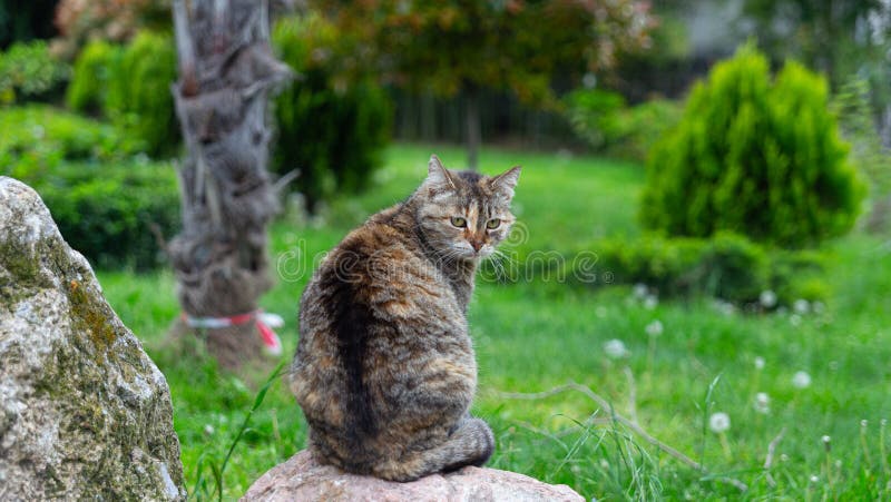 Cute animals on a walk on the embankment of the southern shore. Russia. Crimea. 07.05.2023. Cute animals on a walk on the embankment of the southern shore. Russia. Crimea. 07.05.2023