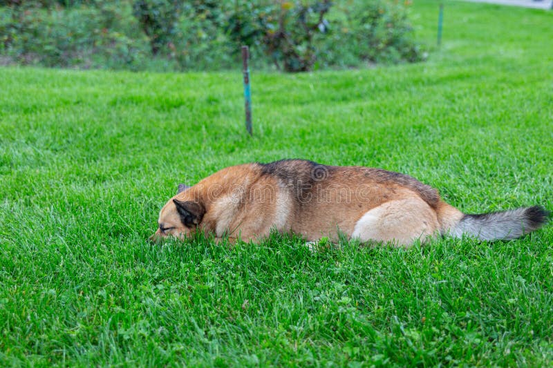 Cute animals on a walk on the embankment of the southern shore. Russia. Crimea. 07.05.2023. Cute animals on a walk on the embankment of the southern shore. Russia. Crimea. 07.05.2023