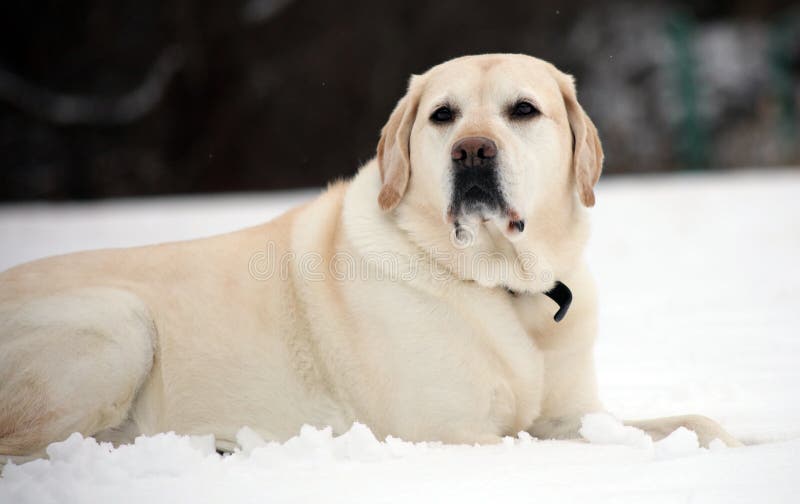 Söta labrador retriever som spelar i snö, härlig bästa hund royaltyfri bild Söta labrador retriever som spelar i snö, härlig bästa hund royaltyfri bild