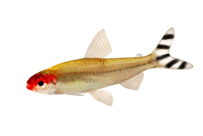 Sötvatten för bleheri för rhodostomus för akvariefiskRummy-näsa Tetra Hemigrammus arkivfoto