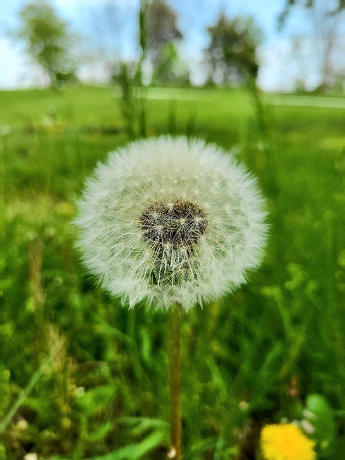 Súper lindo cerca de dandelion fotos de archivo