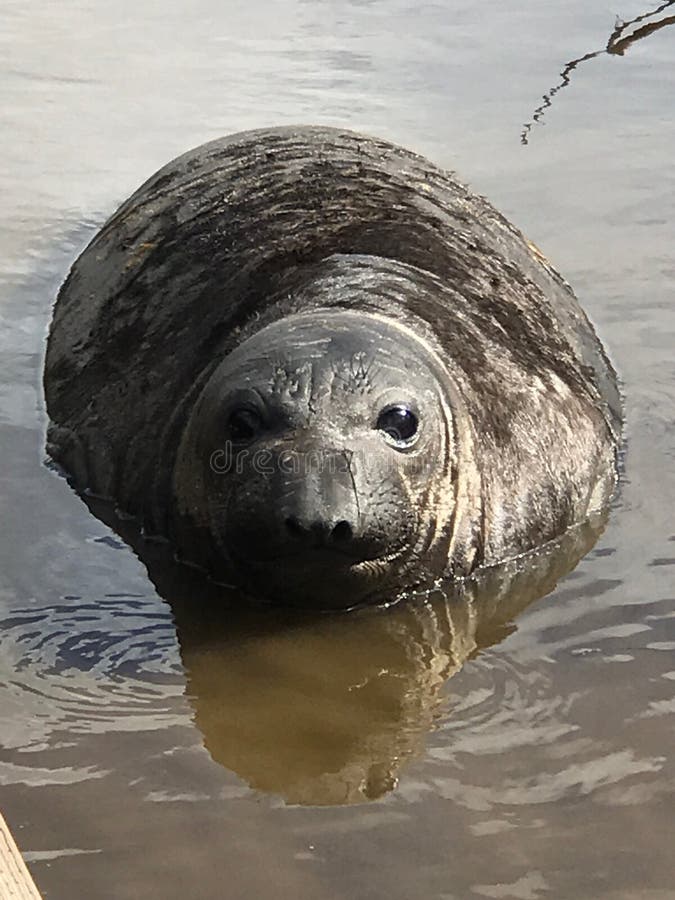See-Elefant Auf Einem Bett Des Kelps Stockfoto - Bild Von Snooze, Fauna: 89410400