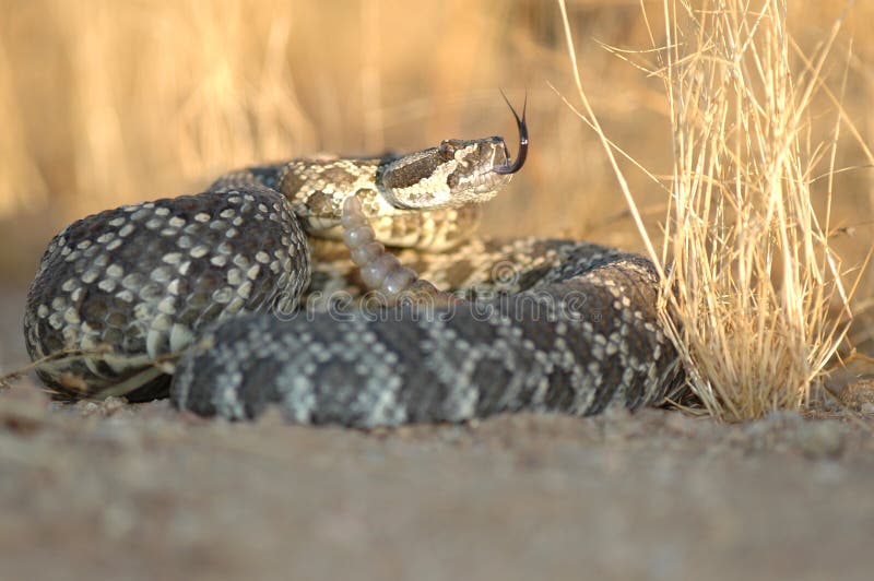 Südliche pazifische Klapperschlange stockbilder Südliche pazifische Klapperschlange stockbilder