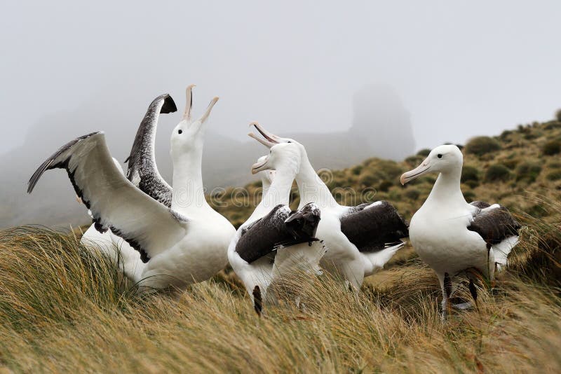 Südlicher königlicher Albatros (Diomedea epomophora) stockfotos Südlicher königlicher Albatros (Diomedea epomophora) stockfotos