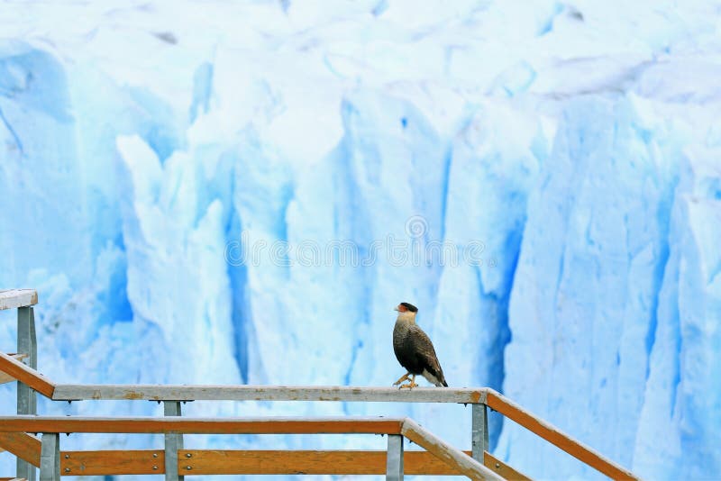 Südlicher Schopfkarakara-Vogel, der auf das Promenaden-Geländer mit Perito Moreno Glacier im Hintergrund, EL Calafate, Patagonia lizenzfreies stockbild Südlicher Schopfkarakara-Vogel, der auf das Promenaden-Geländer mit Perito Moreno Glacier im Hintergrund, EL Calafate, Patagonia lizenzfreies stockbild