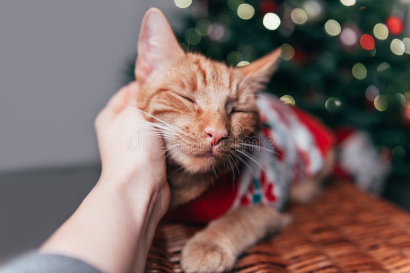 Süße Ingwerkatze im Weihnachtsjumper stockfotos