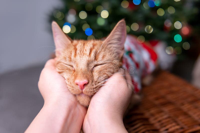 Süße Ingwerkatze im Weihnachtsjumper lizenzfreie stockfotos