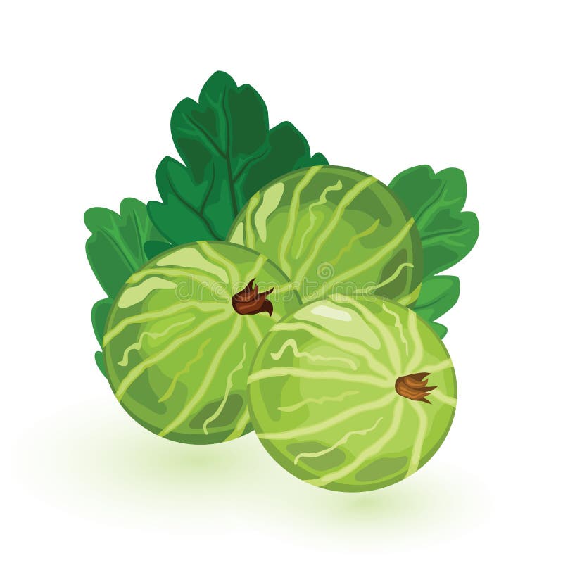 Süße und saure grüne Stachelbeere mit Blättern Beeren sind natürliches Antioxydant vektor abbildung Süße und saure grüne Stachelbeere mit Blättern Beeren sind natürliches Antioxydant vektor abbildung