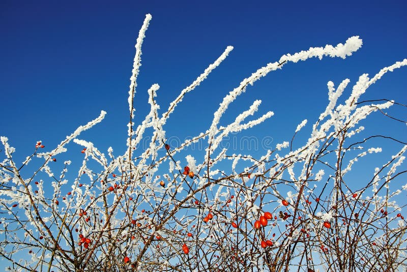 Rose hip in winter season. Rose hip in winter season