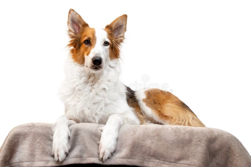 Süßer Ingwer weißer Mönchshund liegt auf einem Sofa stockbilder