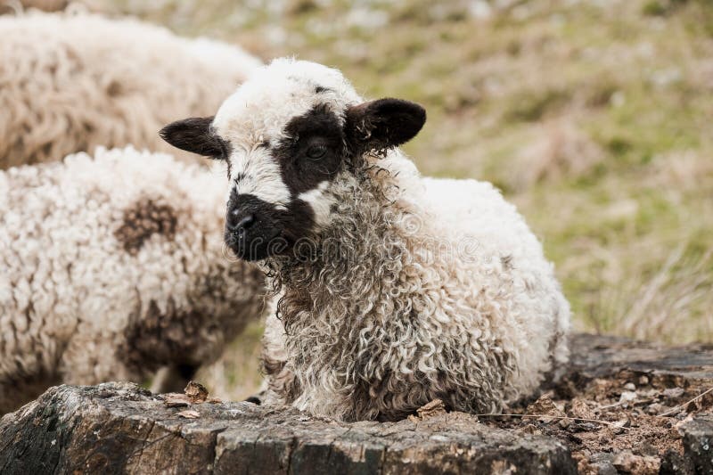 Süßes, flauschiges Schaflamm, das sich auf einem Wald in einer pastoralen Landschaft ruht lizenzfreie stockbilder