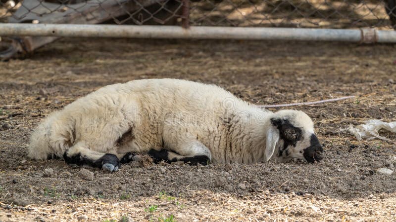 Süßes Lamm, das im Garten ruht stockbild