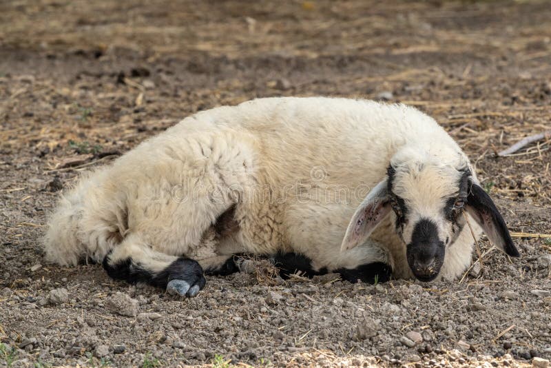 Süßes Lamm ruht im Hof lizenzfreie stockfotografie