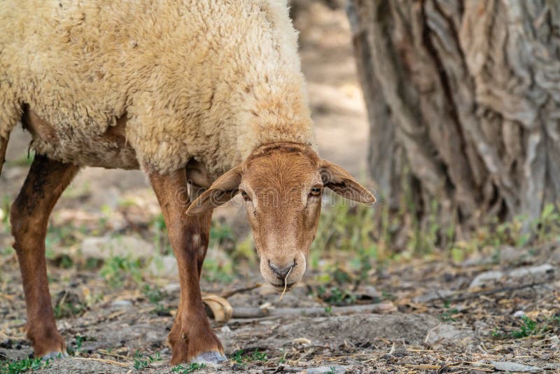 Süßes Lamm ruht im Hof lizenzfreie stockfotografie