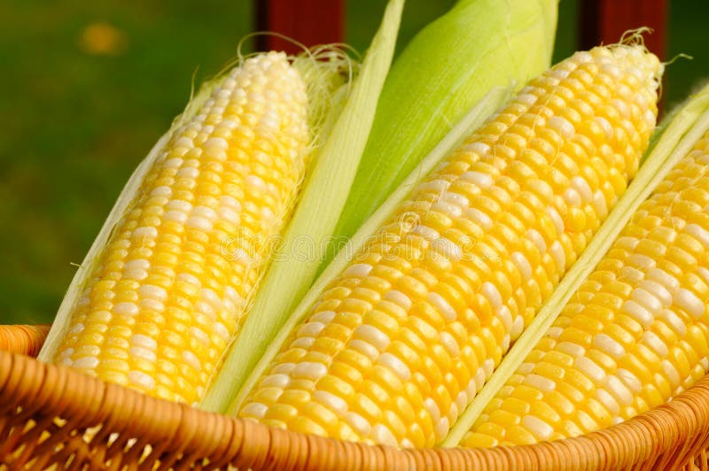 Słodcy kukurydzani ucho
