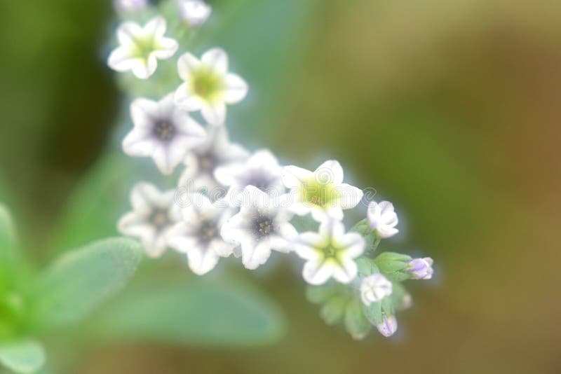 Słodki Alyssum Kwitnie †'porady Dla Rosnąć Słodkiego Alyssum fotografia stock Słodki Alyssum Kwitnie †'porady Dla Rosnąć Słodkiego Alyssum fotografia stock