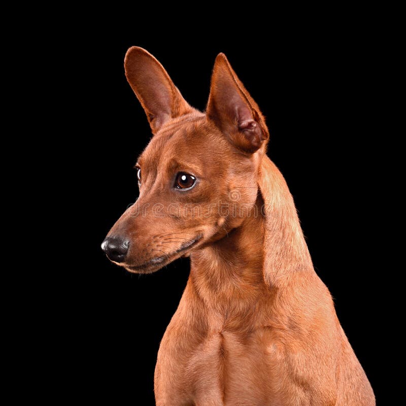 Słodki czarny pinscher obraz stock