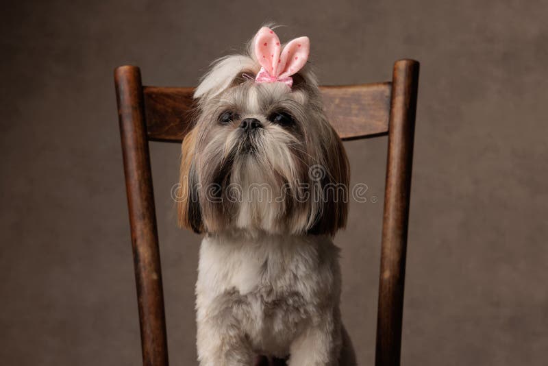 Słodki, mały, ciekawy szczeniak shih tzu w różowym łuku na głowie patrząc w górę fotografia royalty free