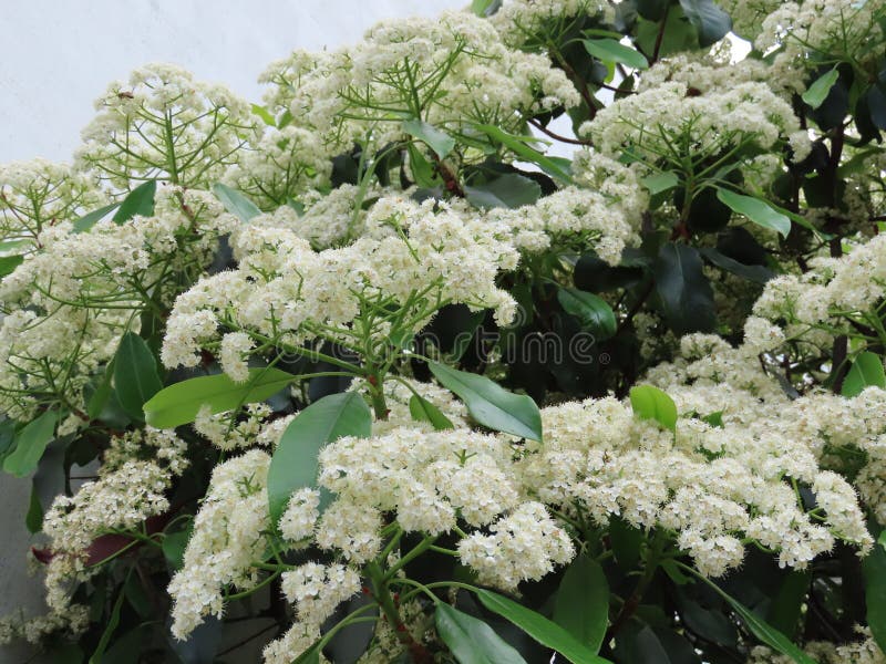 White blossoms of nannyberry, also called sheepberry or sweet viburnum. White blossoms of nannyberry, also called sheepberry or sweet viburnum