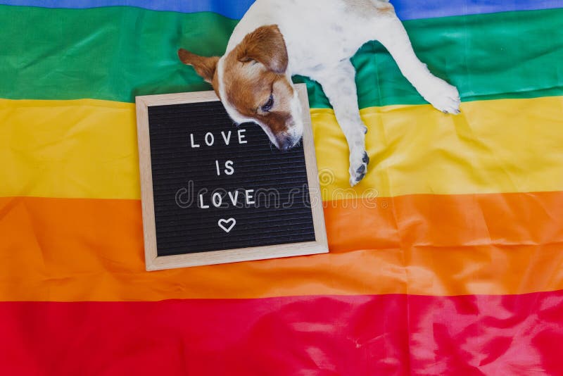 Słodkie psy russell siedzące w sypialni pod tęczą flagą LGBT Tablica literowa oprócz wiadomości LOVE IS LOVE Miesiąc uprzywilejow zdjęcia royalty free Słodkie psy russell siedzące w sypialni pod tęczą flagą LGBT Tablica literowa oprócz wiadomości LOVE IS LOVE Miesiąc uprzywilejow zdjęcia royalty free