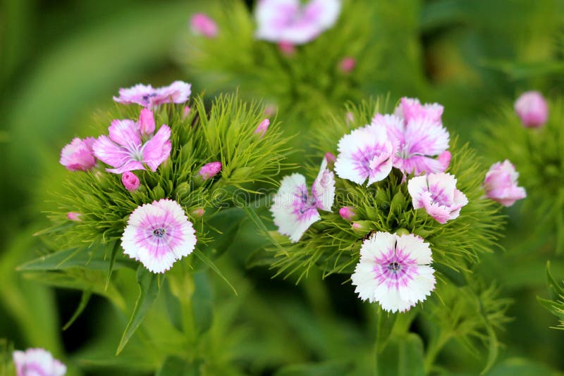 S?odkiego William lub Dianthus barbatus m?ode kwiatono?ne ro?liny z ?wiat?em - menchia kwiaty i zieleni li?cie zasadzaj?cy w miej zdjęcia royalty free S?odkiego William lub Dianthus barbatus m?ode kwiatono?ne ro?liny z ?wiat?em - menchia kwiaty i zieleni li?cie zasadzaj?cy w miej zdjęcia royalty free
