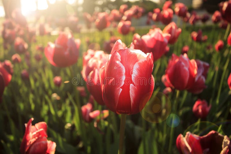 Słoneczni tulipany. obrazy royalty free
