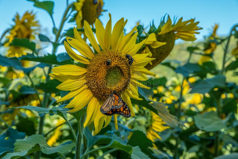 Słonecznik z pollinators motyl i pszczoły obrazy stock Słonecznik z pollinators motyl i pszczoły obrazy stock