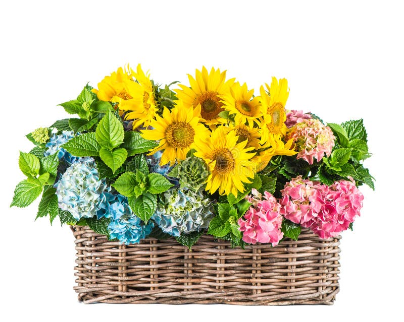 Download Słoneczniki I Hortensia Okwitnięcia Lato Kwitnie W Koszu Obraz Stock - Obraz złożonej z organicznie, botanika: 57672913